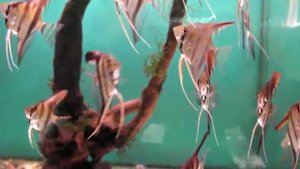 Скалярии (Pterophyllum scalare).