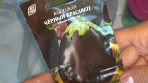 Баклажан ЧЕРНЫЙ КРАСАВЕЦ. Обзор. Проверка на всхожесть