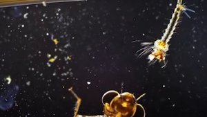 Функция комара Для чего они нужны