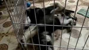 Выбор щенка. Клеймение щенка ВЕО. Клейматор щипцы