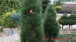 Сосна черная Грин Тауер (pinus nigra green tower) ? обзор: как сажать, саженцы сосны Грин Тауер