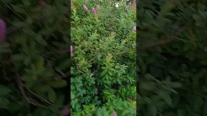 Город обсажэн сорняками.Спирея "Дугласа" -японская 2м высотой.