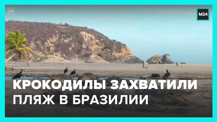 Крокодилы заняли пляж в Бразилии - Москва 24