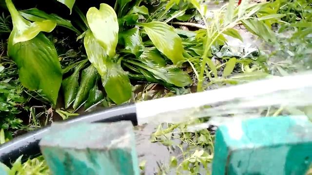 самоизлив абиссинской скважины в Омске