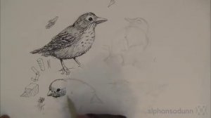 Pen & Ink Drawing Tutorials | How to draw birds