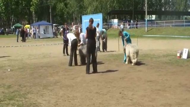 Монопородная выставка ранга ПК 22.05.2011 г..wmv смотреть онлайн