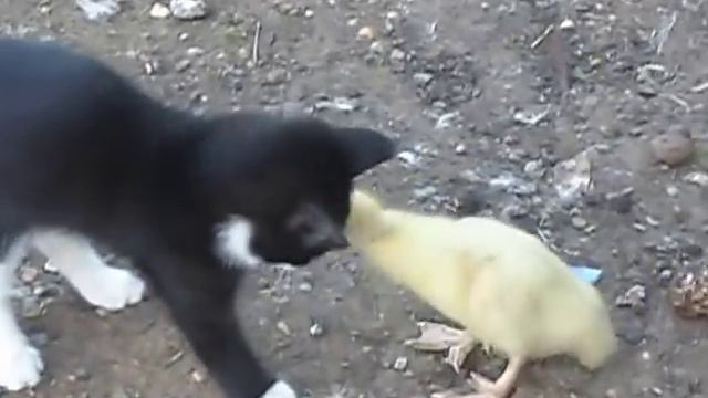 Бой,котенок Vs индоутка,жесть,ржач,прикол 2013 смотреть до конца