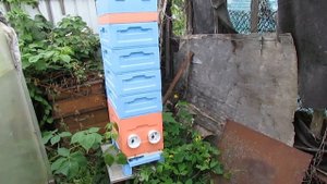 июнь на пасеке - наращивание пчел в 6 рамочном улье на рамку Дадана 435 х 300.mp4