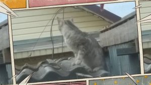 Тише мыши,кот на крыше...