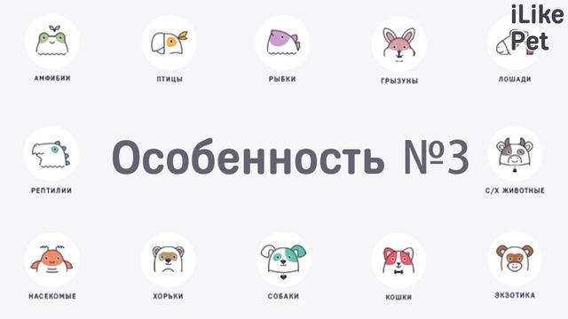 Особенности поведения кошек