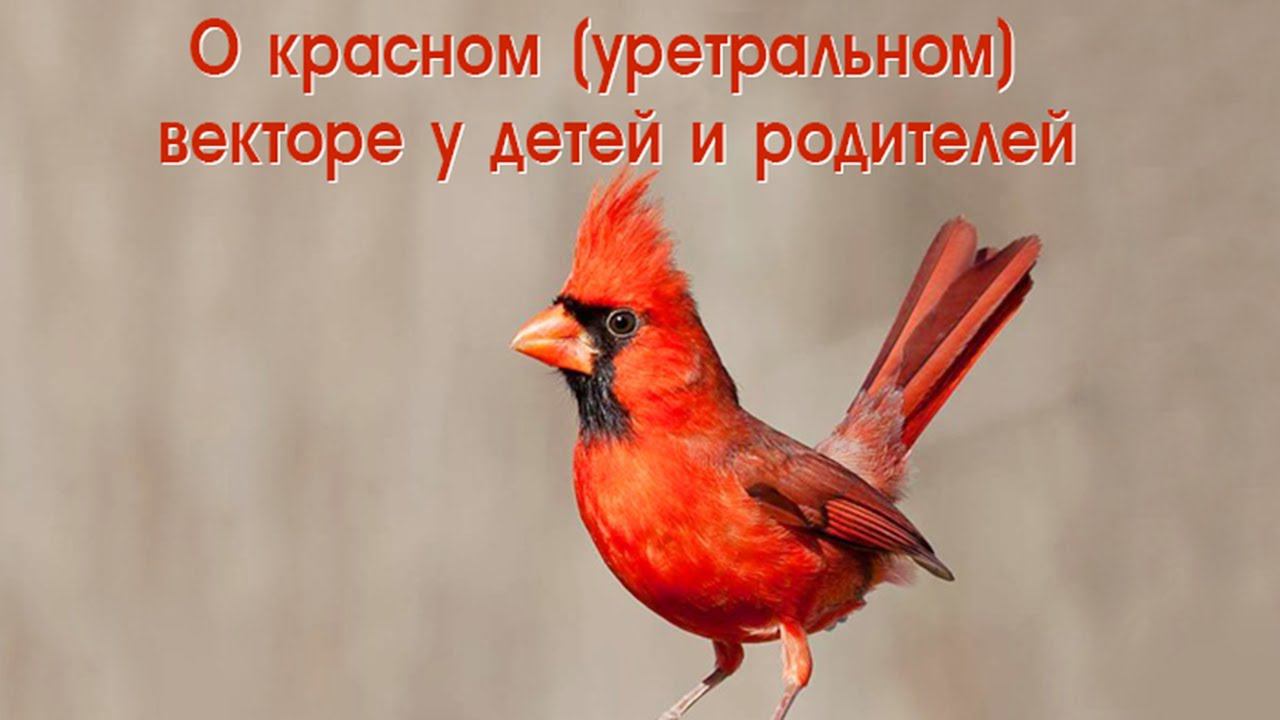 О красном векторе у детей и родителей