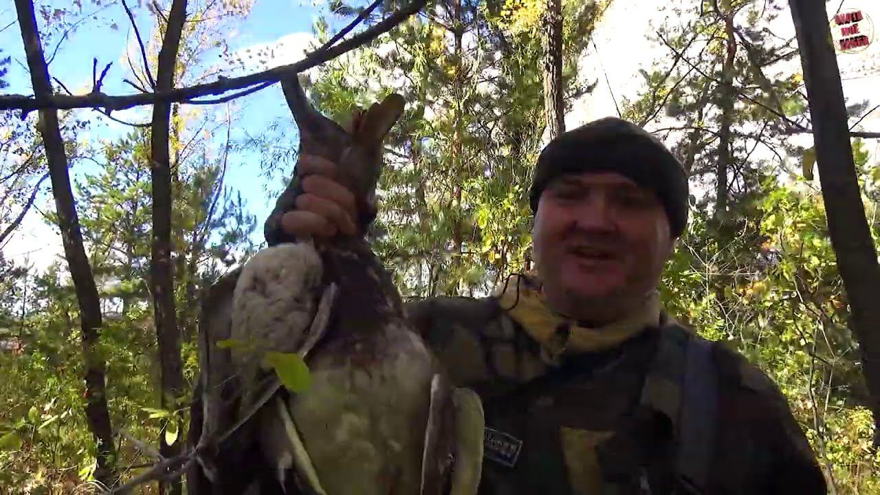 ФАРТОВОЕ РУЖЬЁ МР-155 ПРОФИ. Первая охота на уток с "МУРКОЙ" смотреть онлайн