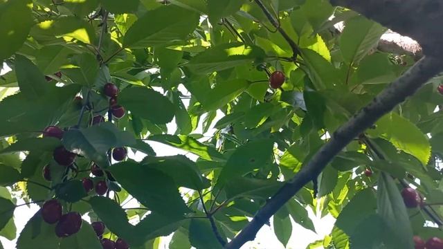 Черешня Овстуженка смотреть онлайн