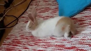 Awakening a sleeping bunny