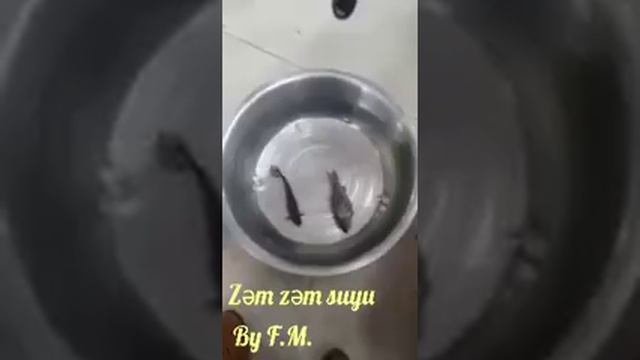 замороженная рыба оживает в воде Зам Зам!