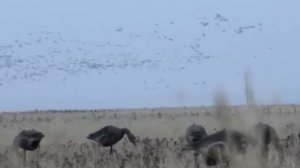 Охота на гусей в Казахстане