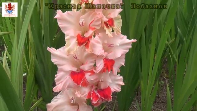 Гладиолусы-12 Коллекционные сорта сайта mirgladiolus.ru смотреть онлайн