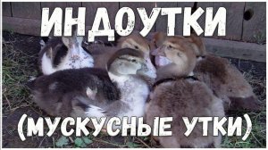 Индоутки первый опыт содержания // Как растут утята 1 месяц // Жизнь в деревне