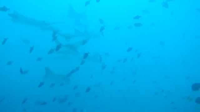 Орликовый скат (Eagle Ray)