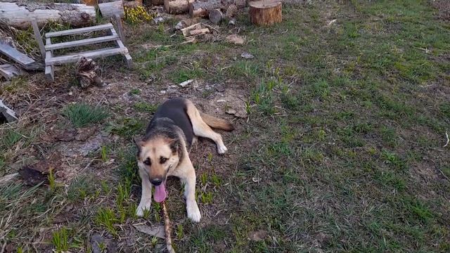 Скучно, скучновато! Весеннее ТО ЮМЗ. смотреть онлайн