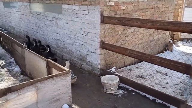ГУСИ, УТКИ ГУЛЯЮТ ЗИМОЙ. Зимнее содержание птицы смотреть онлайн