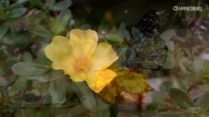 Значение имени Злата: карма, характер и судьба