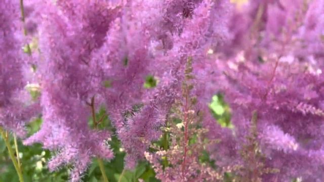 ? ДАЧА 4 СЕЗОНА . Обзор сада и зимой и летом. Цветение и плодоношение культур на моей ФАЗЕНДЕ. смотреть онлайн