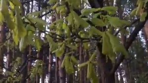 Подмосковье. Под пение соловьев расцветают даже дубы)