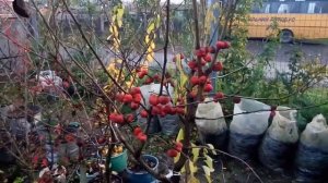 Урожай и вкус кудрании 2019 ("малинового" или "клубничного" дерева)