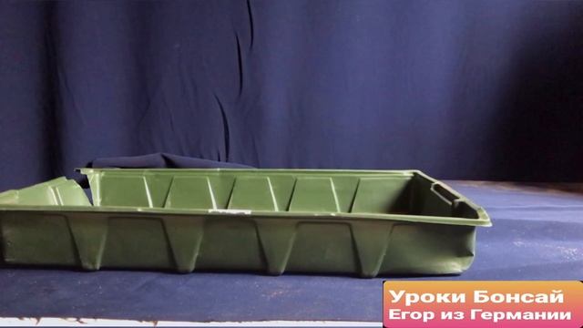 Первичное формирование Carpinus betulus из торгового центра. Видео от подписчика Егора из Германии.