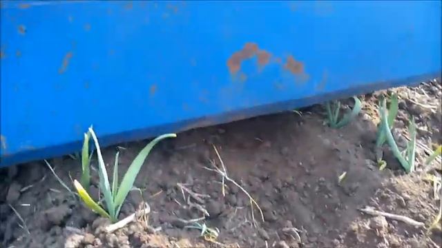 Междурядная Культивация Чеснока Фрезой Мототрактор, озимый Чеснок