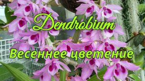 Dendrobium. Весеннее цветение. 1 часть.