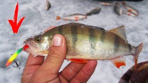 Много ОКУНЯ НА БАЛАНСИР с одной лунки Первый лёд Зимняя рыбалка СИБИРИЯ