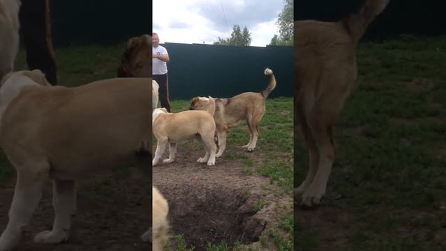 Щенки питомника смотреть онлайн