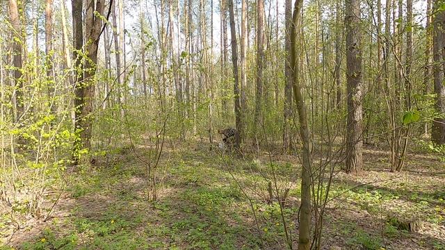 Вот это гиганты! Мозги с футбольный мяч. Грибник офигел за 10 мин. полный пакет грибов. Сбор грибов