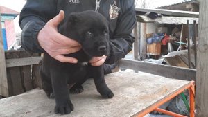 алабай среднеазиатская овчарка из питомника АЗ Марал продажа 89278137957 вайбер ватсап