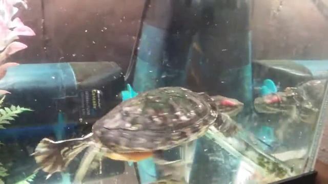 Fresh fish for Red Eared Slider смотреть онлайн