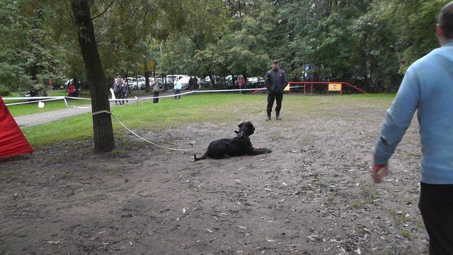 Чемпионат НКП "Русский чёрный терьер" 2016 г. по ОКД и ЗКС. смотреть онлайн