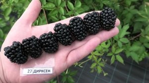 АПАЧИ и ДИРКСЕН сорта ежевики