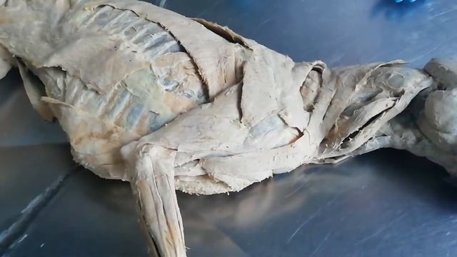 Мышцы плечевого пояса. Анатомия домашних животных