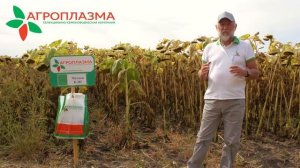 Хит продаж! Clearfield ® Plus. Раннеспелый гибрид подсолнечника Махаон КЛП.