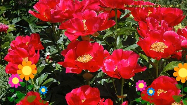 Пион гибридный Блэйз. Краткий обзор, описание характеристик paeonia hybrida Blaze смотреть онлайн