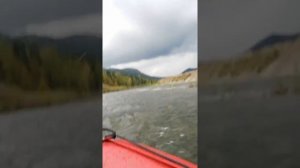 Междуреченск уса золотари