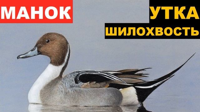 ?ЗВУК (ГОЛОС) УТКА ШИРОКОХВОСТ ПРИЗЫВ смотреть онлайн