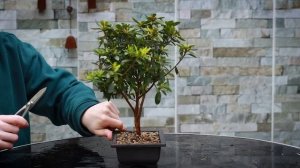 How to Make Bonsai from Azalea?*EASY*