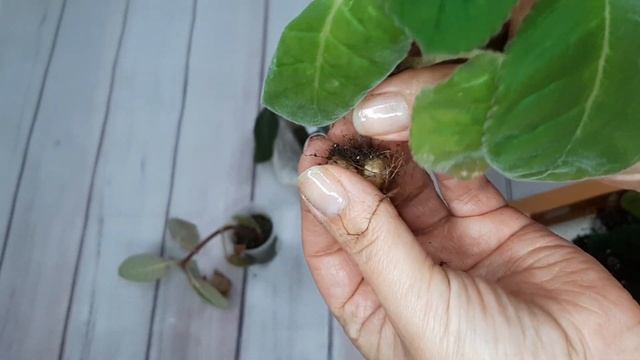 Глоксинии.Молодые растения и Укорененные Макушки которые нарастили клубни за лето ,отправляю на сон смотреть онлайн