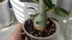 АДЕНИУМЫ на подвой НОВЫЕ ЧЕРЕНКИ и ПРИВИВКИ АДЕНИУМА #адениум #adenium