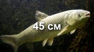 Какого РАЗМЕРА РЫБУ можно брать в Черноморском регионе ?