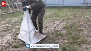 Как укрыть Азимину на зиму?