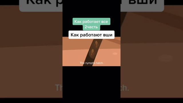 Как работают вши